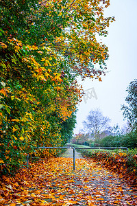 秋天枫树公园的小路