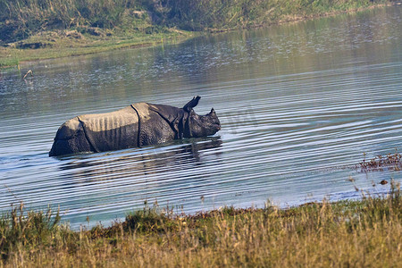 更大的独角犀牛，皇家巴迪亚国家公园，尼泊尔