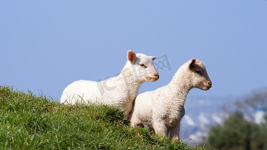 康沃尔郡摄影照片_英国康沃尔郡绿草上的小羊羔