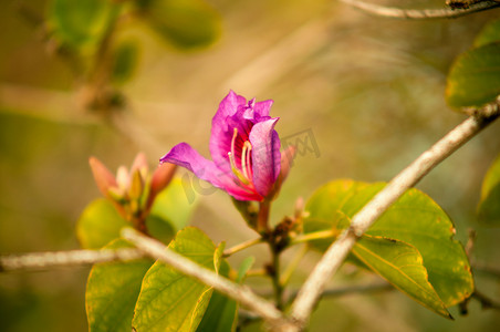 兰花树，紫紫荆 (Bauhinia variegata Linn.)