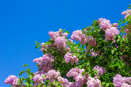 束紫丁香花在阳光明媚的春日