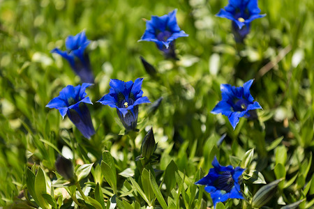 喇叭龙胆蓝春花在花园里