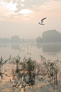 在湖的有薄雾的日出