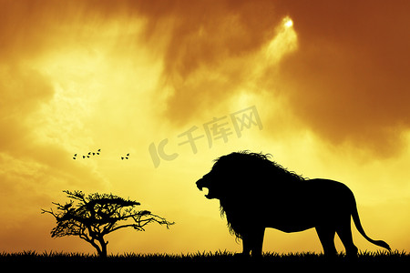日落时的狮子剪影