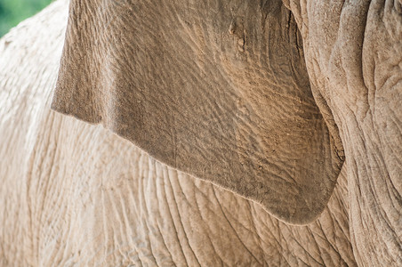 大象耳朵摄影照片_大象耳朵纹理的特写