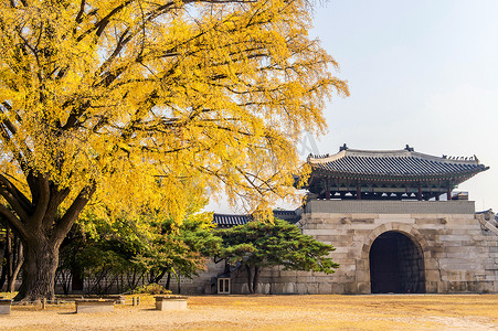 丛林摄影照片_韩国景福宫的秋天。