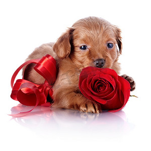 带着红色蝴蝶结和玫瑰的小狗。