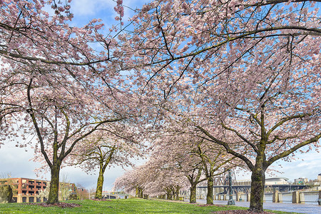 春天成排的樱花树