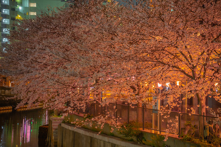 大木川夜樱