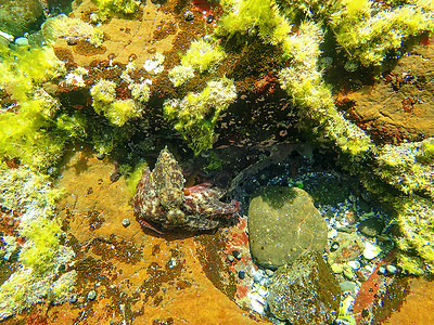 岩石池中的普通章鱼抬头看着相机
