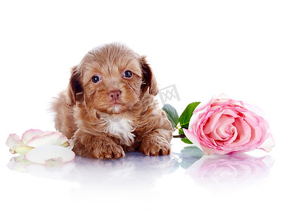 小玫瑰摄影照片_小狗与一朵玫瑰