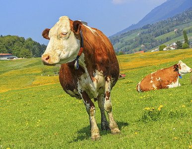 弗里堡奶牛休息，瑞士