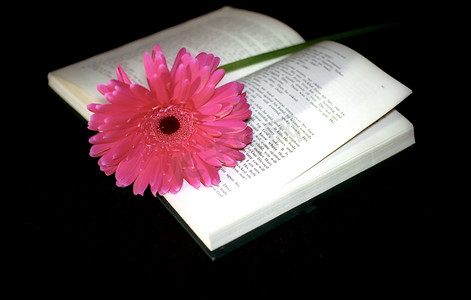 粉色碎花花摄影照片_粉红色的花和书