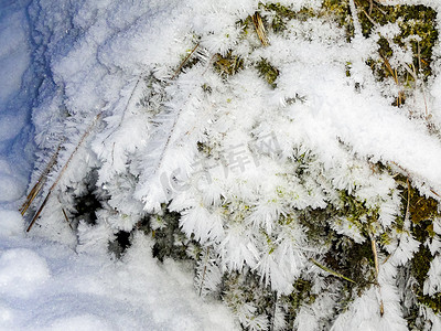绿森林覆盖白雪摄影照片_白雪覆盖的绿色冷杉树和苔藓，挪威的风景。