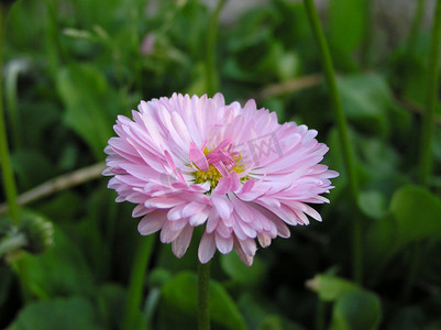 粉红色的小菊花