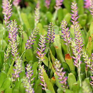 粉色蓝色 Aechmea 或凤梨科植物花