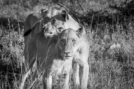 黑白动物摄影照片_克鲁格国家公园黑白相间的狮群