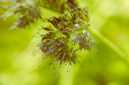救助丹顶鹤图真实摄影照片_phacelia 花 tanacetifolia 和卑微的蜜蜂的特写镜头收集花蜜