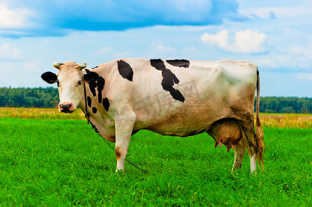 链上的奶牛在草地上休息
