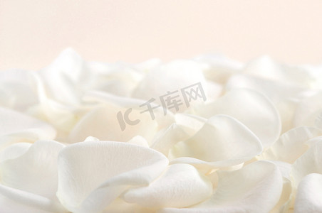 温和的摄影照片_白玫瑰花瓣