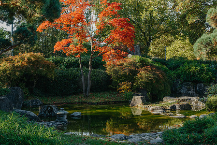 春天日本花园中美丽平静的景象。