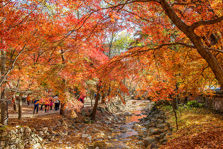 游客在秋季拍摄韩国 Naejangsan 周围美丽的风景。