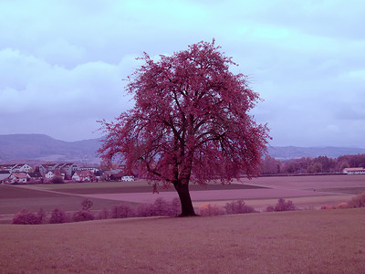 秋天一棵老梨树的红外照片