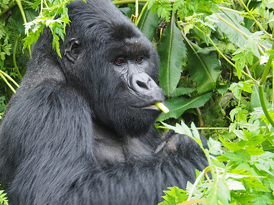 卢旺达火山国家公园的山地大猩猩