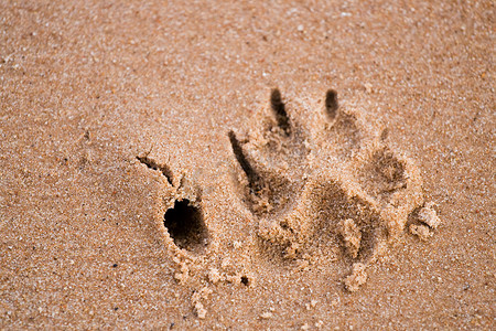 沙子上的狗爪印