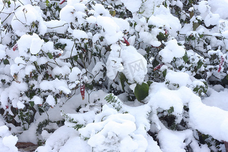 被雪覆盖的植物