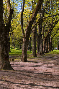 公园里的树木摄影照片_公园里的树木大道