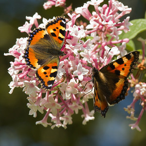 粉色小蝴蝶摄影照片_丁香花上的小龟甲蝴蝶