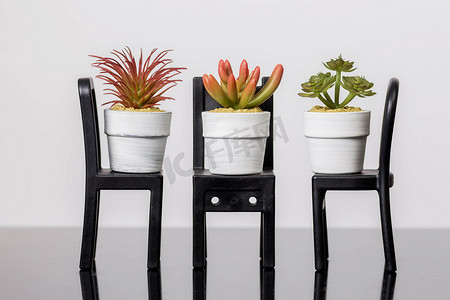 椅子上的多肉植物站在白色背景的黑色玻璃表面上
