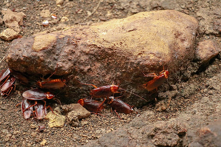 六只动物摄影照片_一群蟑螂围着一块石头。特写蟑螂在墙上的六只腿、翅膀和头上的两个天线，棕色