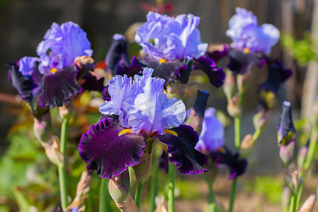 鸢尾花 (lat. Íris) 花坛花，多年生，春花，