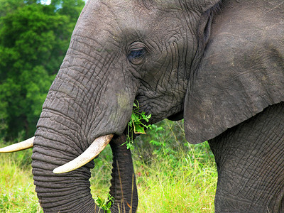 大树叶摄影照片_成熟的大象吃树叶