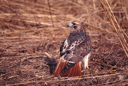 红尾鹰 (Buteo jamaicensis)