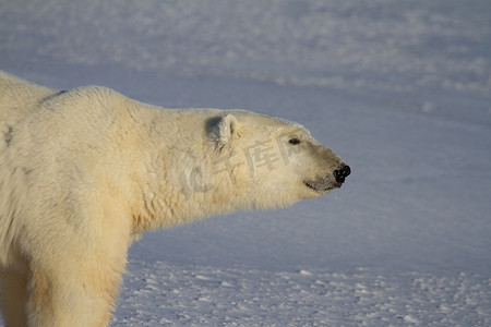加拿大曼尼托巴省丘吉尔附近阳光明媚的日子里，一只北极熊或 Ursus Maritimus 在雪地上行走的特写镜头