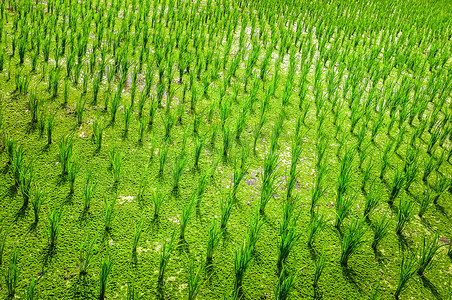 绿色稻田作物的细节