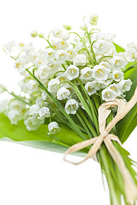 在白色的铃兰花
