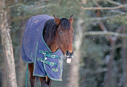 马试图用舌头捕捉雪花