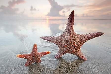 日落时海滩上的两只海星
