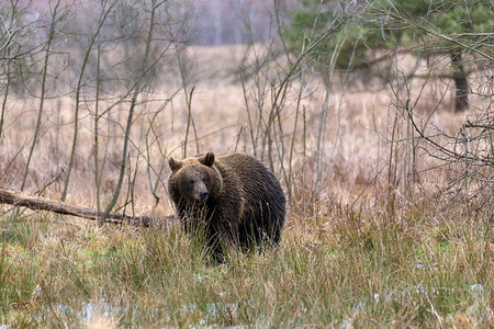 冬季森林中的棕熊 (Ursus arctos)