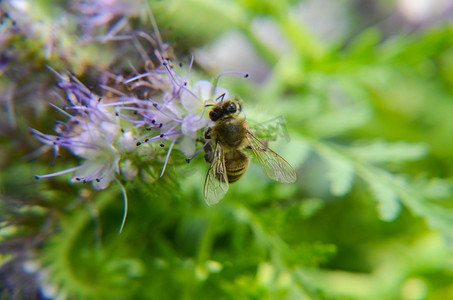 phacelia 花 tanacetifolia 和卑微的蜜蜂的特写镜头收集花蜜