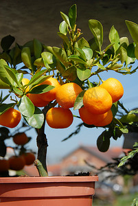 种植柑橘