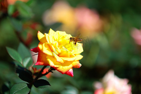 黄玫瑰和蜜蜂
