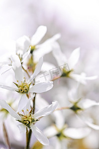 温柔摄影照片_温柔的白色春天的花朵