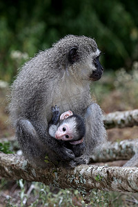 猴妈妈和猴宝宝摄影照片_小黑长尾猴和妈妈