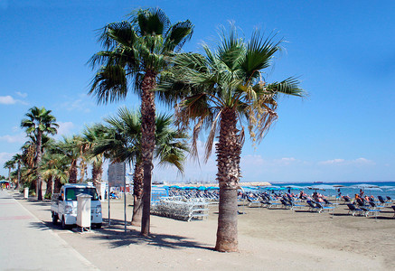 塞浦路斯海滩上的棕榈树