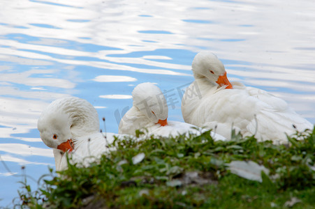 鸭鹅摄影照片_三只可爱的白鸭清洁自己